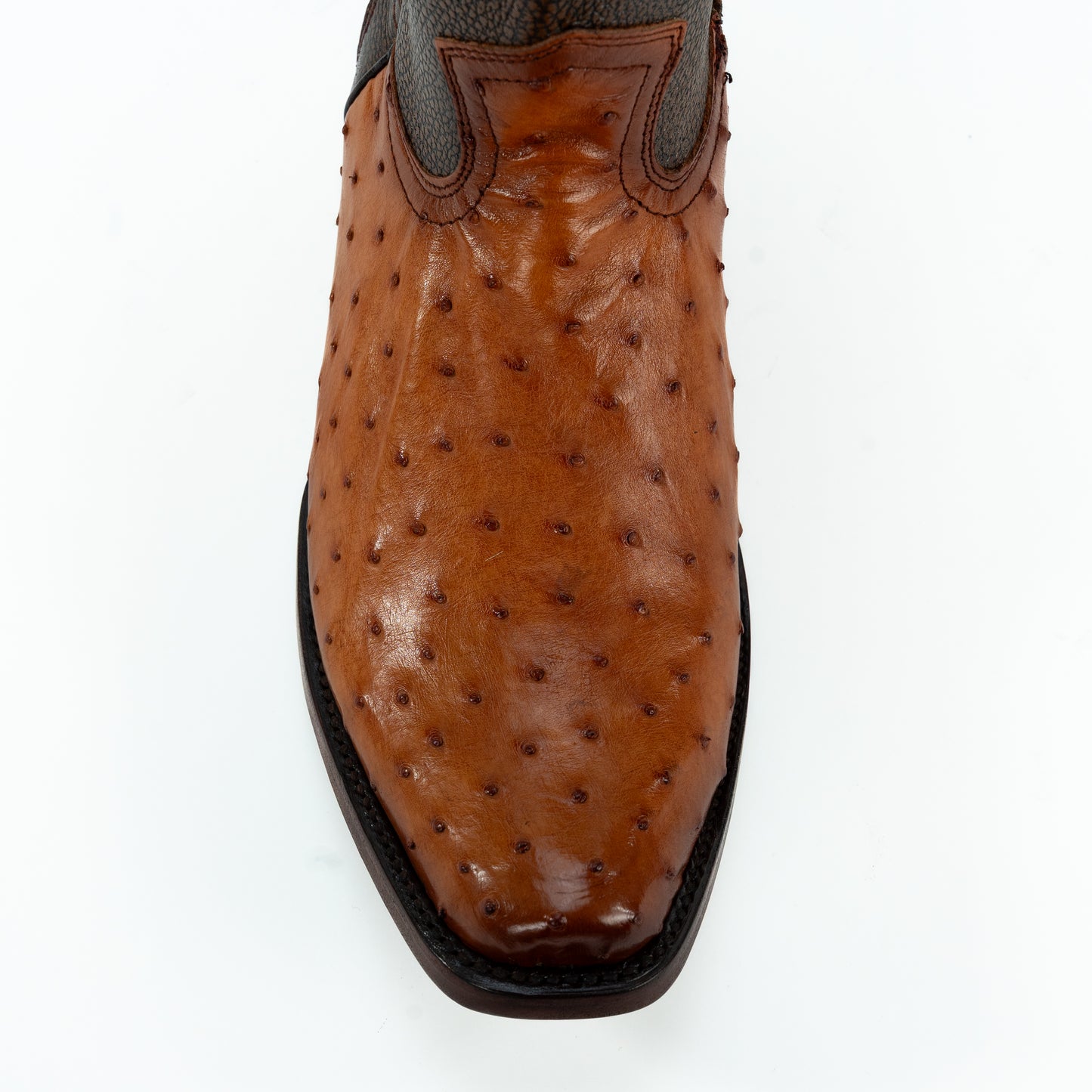 Dylan Avestruz Coñac